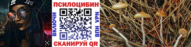 кракен   Клинцы  Галлюциногенные грибы Psilocybe 